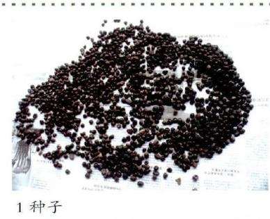 油用牡丹怎么育苗播种的5个步骤 图片