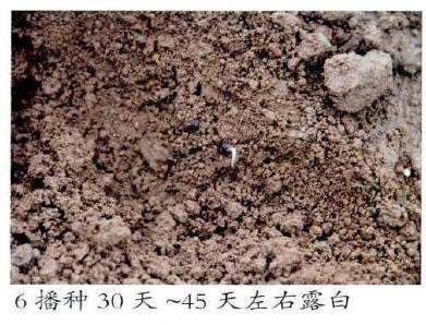 油用牡丹怎么育苗播种的5个步骤 图片