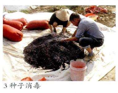 油用牡丹怎么育苗播种的5个步骤 图片