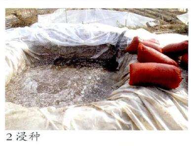 油用牡丹怎么育苗播种的5个步骤 图片