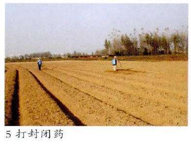 油用牡丹怎么育苗播种的5个步骤 图片