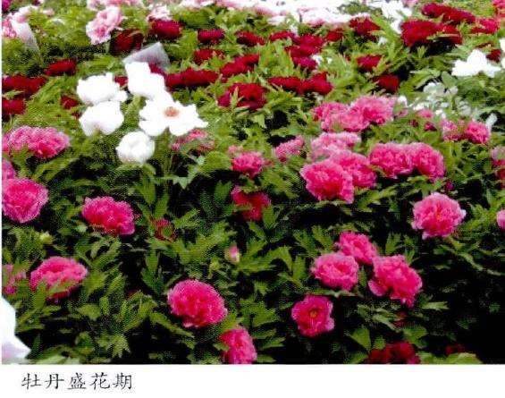 牡丹开花与气象有哪5个因素 图片