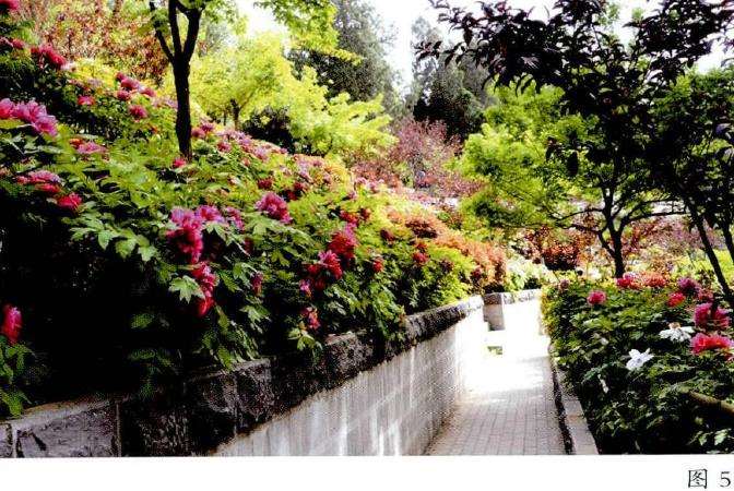 洛阳牡丹园林的5个表现形式 图片