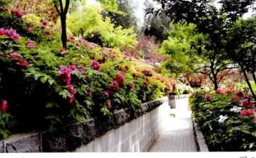 洛阳牡丹园林的5个表现形式 图片