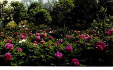 洛阳牡丹园林的2个现状 图片