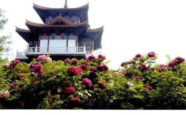 洛阳牡丹园林发展的3个历史进程