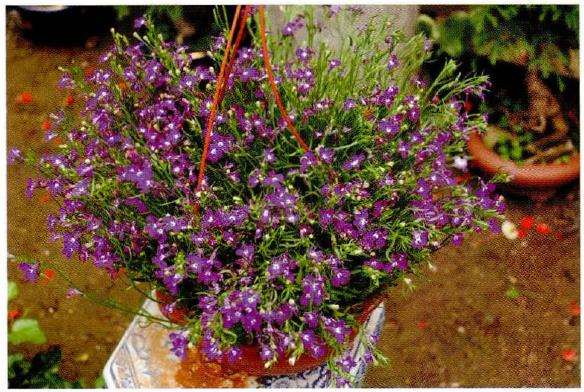 盆栽山梗菜怎么播种植株