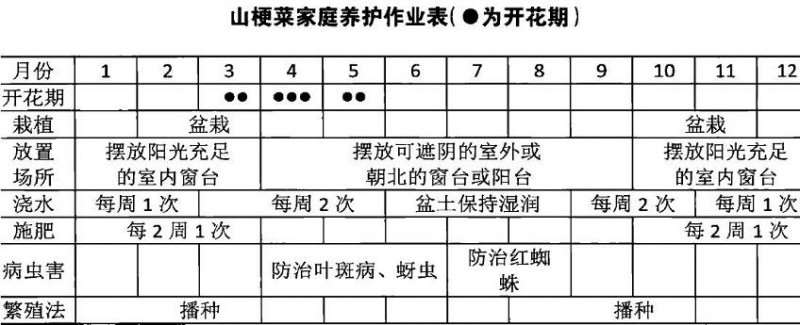 盆栽山梗菜怎么播种植株