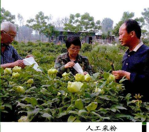 牡丹新品怎么人工杂交