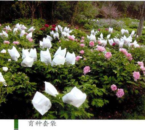 牡丹新品怎么人工杂交