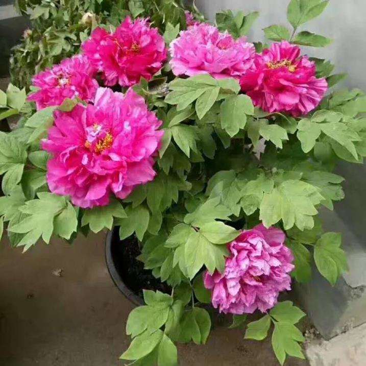 洛阳生产催花牡丹万盆的公司有11家