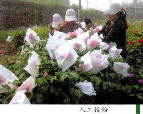 洛阳生产催花牡丹万盆的公司有11家