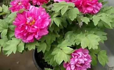 洛阳生产催花牡丹万盆的公司有11家