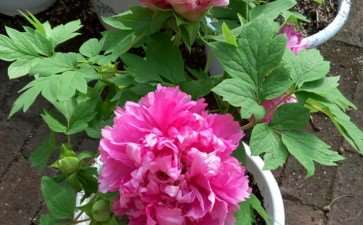 牡丹瓣奇花怎么鉴赏的3个标准 图片