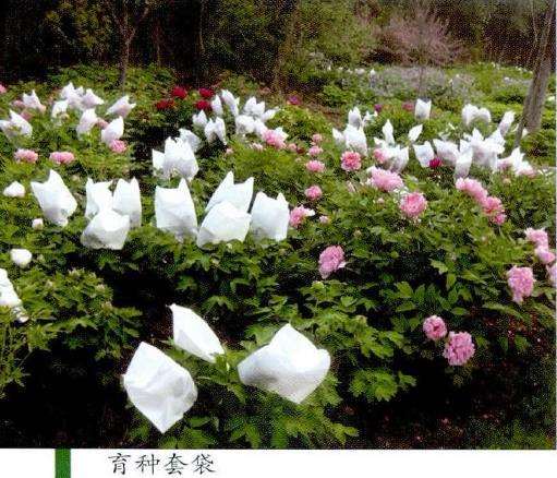 牡丹新品种怎么培育