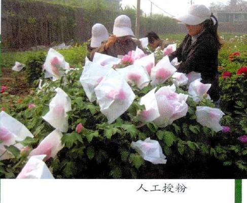牡丹新品种怎么培育