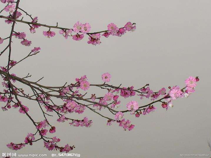 梅花专类园 蔚为壮观