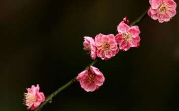 梅花专类园 蔚为壮观 图片