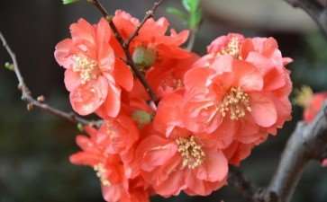 梅花的3个观赏多样性 图片