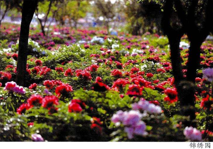 2017年4月洛阳牡丹园游园赏花活动