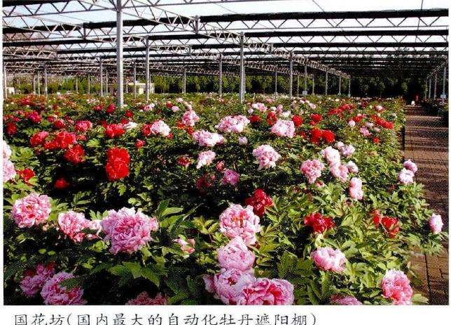 洛阳国际牡丹园景区景点的2个特点