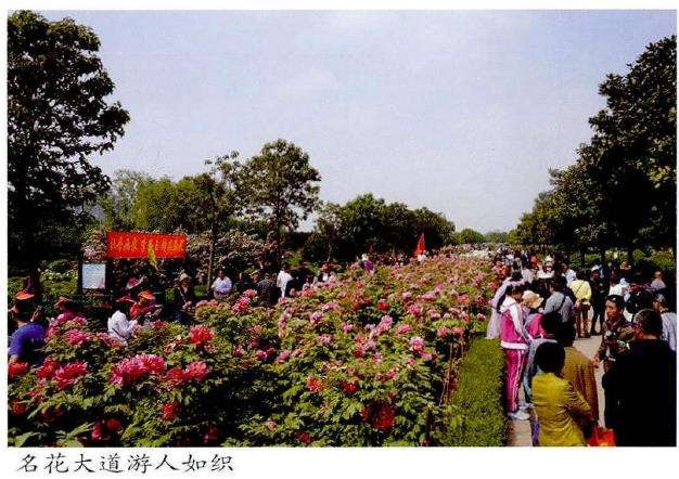 洛阳国际牡丹园景区景点的2个特点