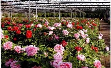 洛阳国际牡丹园景区景点的2个特点