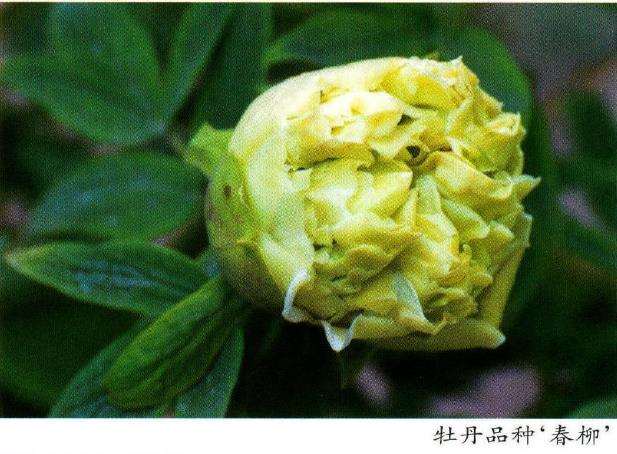 牡丹在江南园林中怎么应用的5个方法