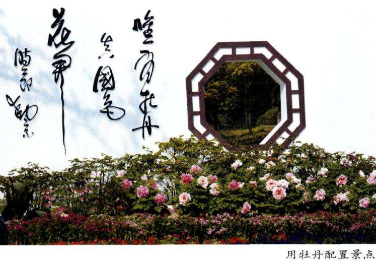 牡丹在江南园林中怎么应用的5个方法