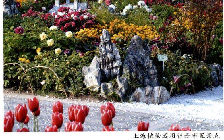 牡丹在江南园林中怎么应用的5个方法