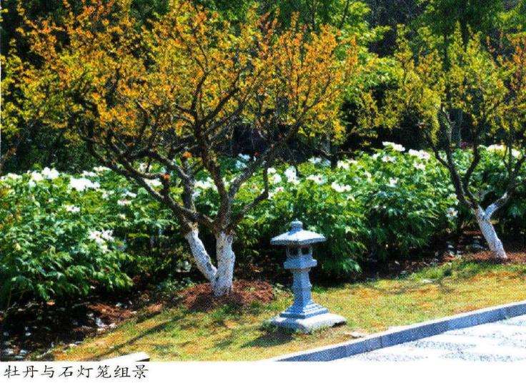 牡丹在江南园林中怎么应用的5个方法