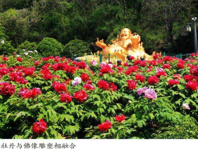 牡丹在江南园林中怎么应用的5个方法