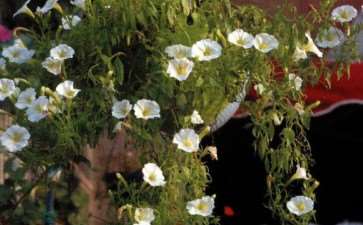 我自小在农村长大 见过野花野草无数