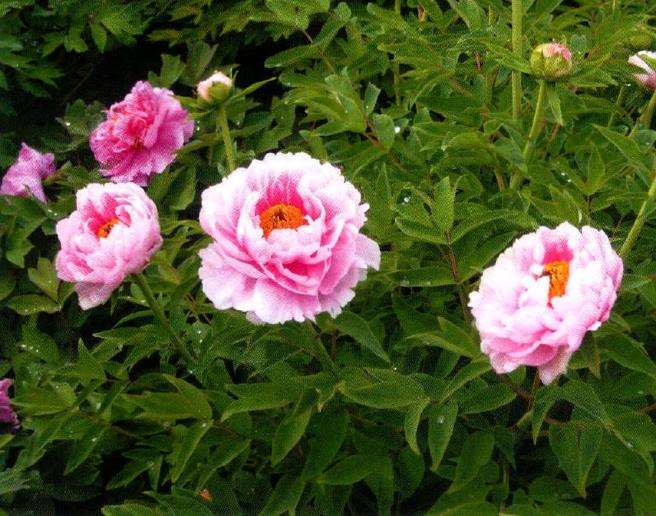 9种牡丹新品种的介绍 图片