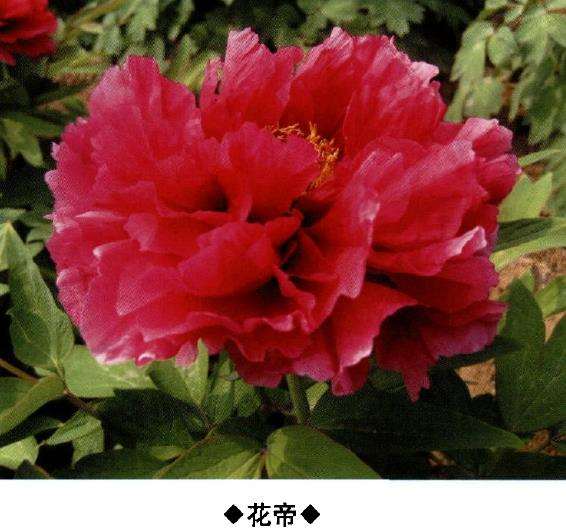 9种牡丹新品种的介绍 图片