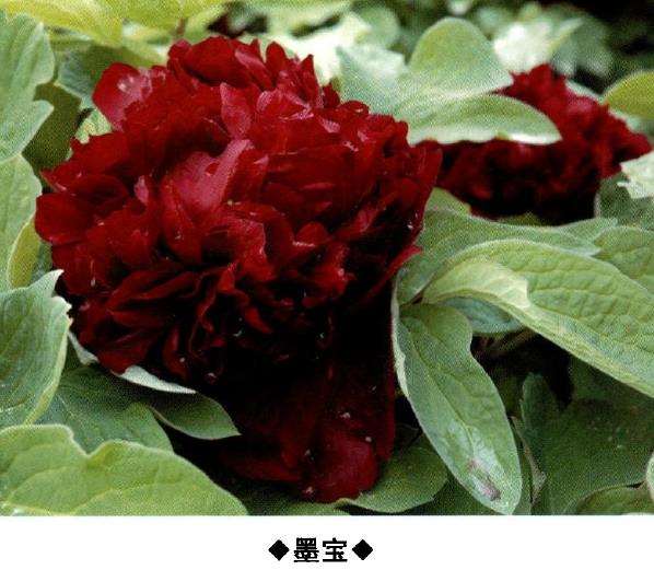 9种牡丹新品种的介绍 图片