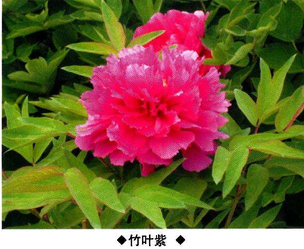 9种牡丹新品种的介绍 图片