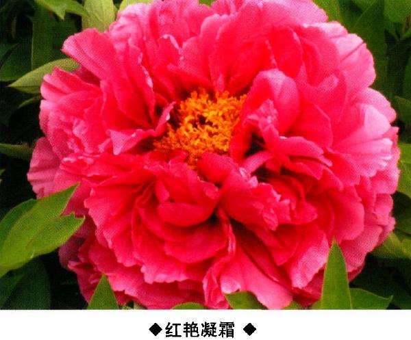 9种牡丹新品种的介绍 图片