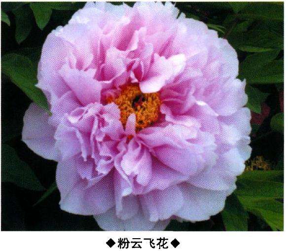 9种牡丹新品种的介绍 图片