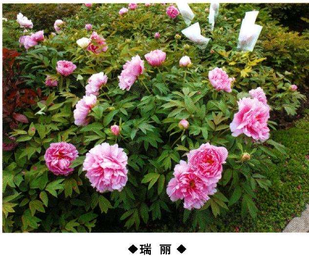 9种牡丹新品种的介绍 图片