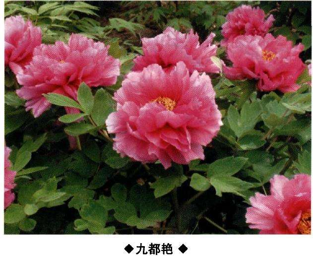 9种牡丹新品种的介绍 图片