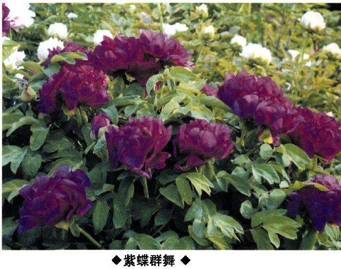 9种牡丹新品种的介绍 图片