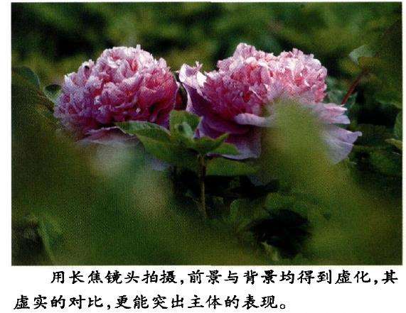 怎么要拍好牡丹小品