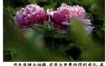 怎么要拍好牡丹小品的3个方法 图片