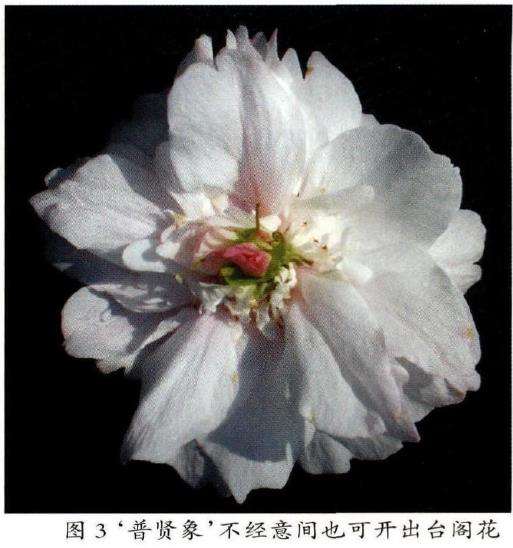 3品台阁樱花的生态特征供读者欣赏