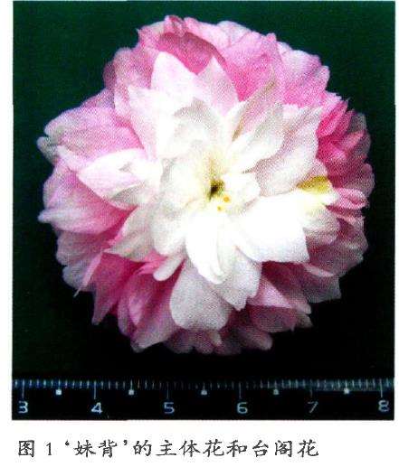 3品台阁樱花的生态特征供读者欣赏
