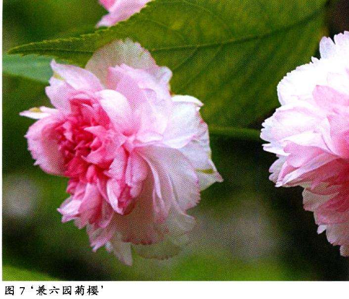 3品台阁樱花的生态特征供读者欣赏