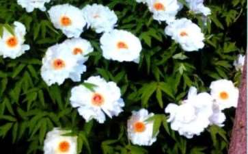 怎么发展油用牡丹的6个方法 图片