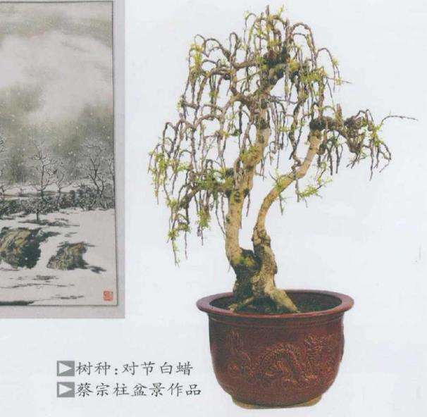 潜江蔡宗柱举办个人盆景展