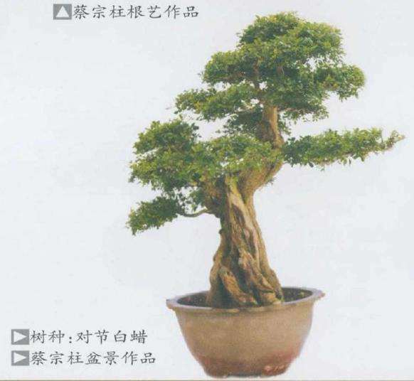 潜江蔡宗柱举办个人盆景展